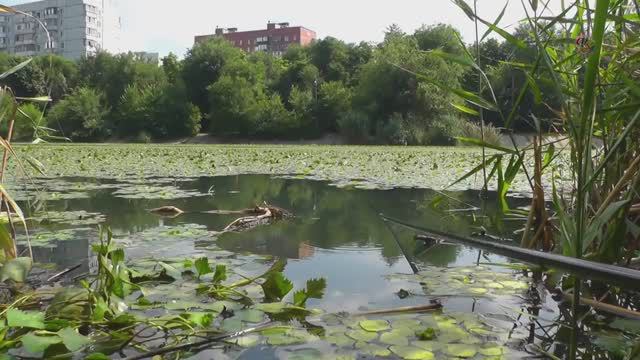 Поклевки карася Под Водой. Рыбалка на ОЗЕРЕ. Подводная съёмка. Fishing angeln la pesca câu cá смотреть онлайн