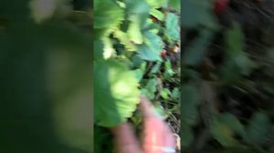 Клубника Машенька не ремонтантная