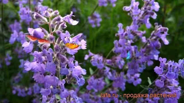 Котовник фассена Волкез Лоу (walker's Low) ? обзор: как сажать, рассада котовника Волкез Лоу