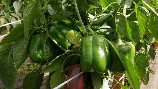 Новинка, ставшая хитом - перец Рубиновый бык смотреть онлайн