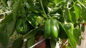 Новинка, ставшая хитом - перец Рубиновый бык