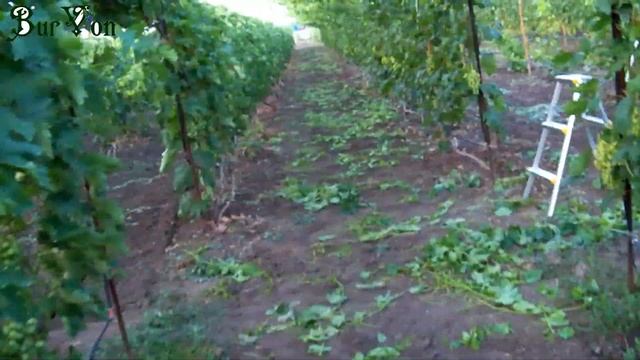 Работа с Г-образной шпалерой. Заполняем потолок. смотреть онлайн