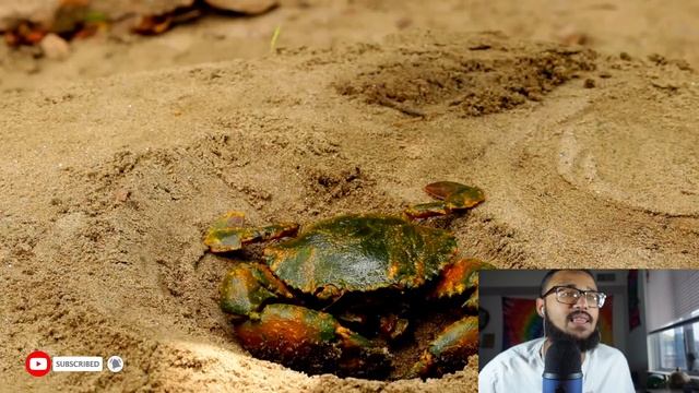 I React To: Random Videos On YouTube (LAVA COOKED CRAB??) смотреть онлайн