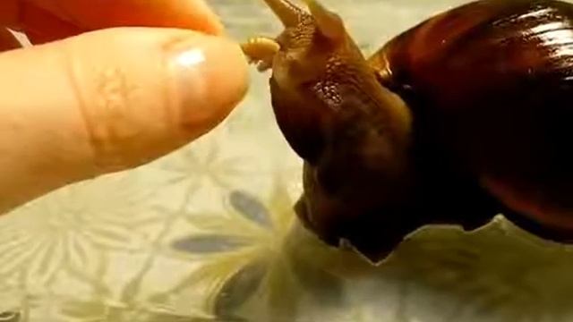 Улитка Ахатина ест рачков с рук смотреть онлайн