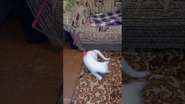 Супер весёлый котенок Степашка! 👍❤❤❤ смотреть онлайн