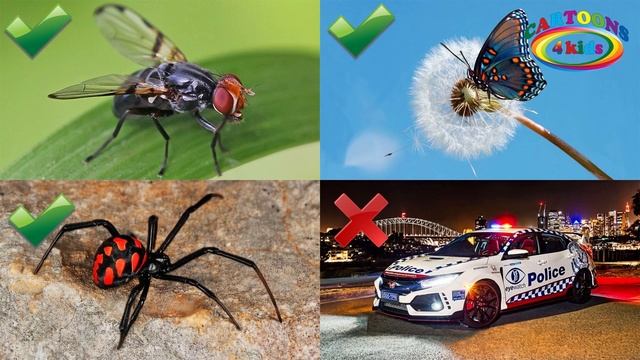 Тесты для детей. Что лишнее? Развивающее видео про транспорт и животных смотреть онлайн