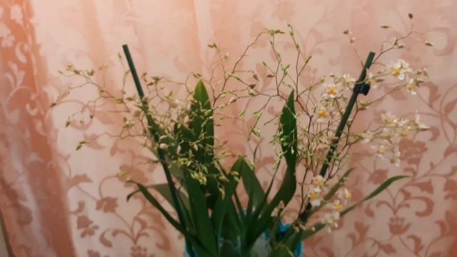 Цветущие Брассия, Онцидиум, Дендробиум Sa-nook на 21 октября смотреть онлайн