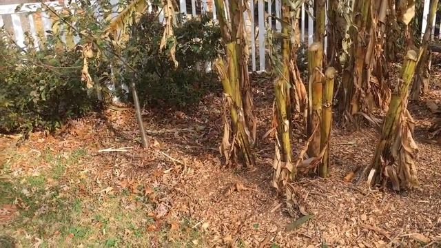 Winterizing Hardy Bananas Musa basjoo смотреть онлайн