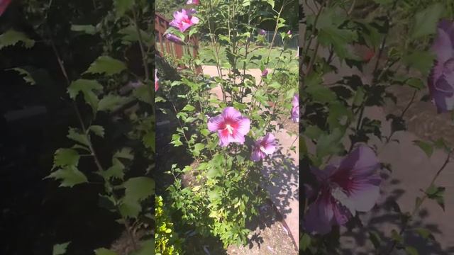Purple pillar rose of Sharon from proven winners 💖 late season color in the garden смотреть онлайн