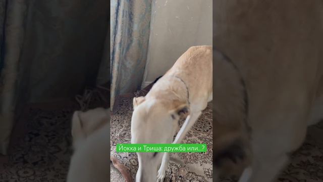 Хортая и кошка. Поиск взаимопонимания #охотничьисобаки #борзые #кошкавдоме смотреть онлайн