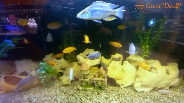 Sydney aquarium ? Sea life sydney aquarium ? смотреть онлайн