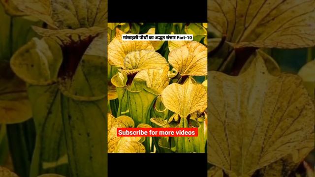मांसाहारी पौधों का अद्भुत संसार PART-10 | 7 Plants That Eat Animals | विश्व के 7 मांसाहारी पौधे | смотреть онлайн