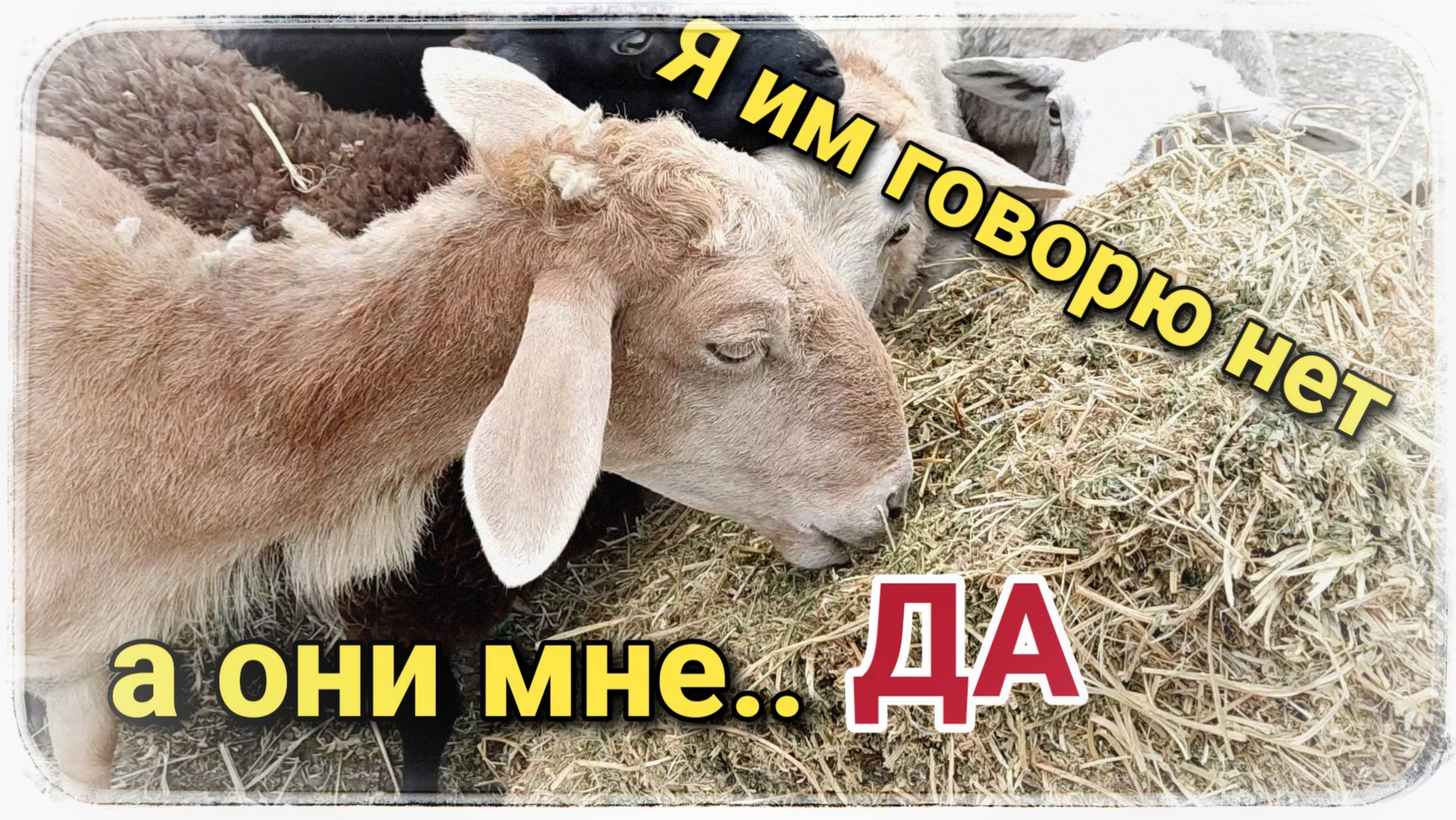 Какие же они позитивные всё-таки, эти овцы!