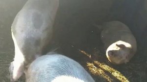 КАК ОПРЕДЕЛИТЬ БЕРЕМЕННОСТЬ СВИНЬИ НА РАННЕМ СРОКЕ.  How to determine a pigs pregnancy