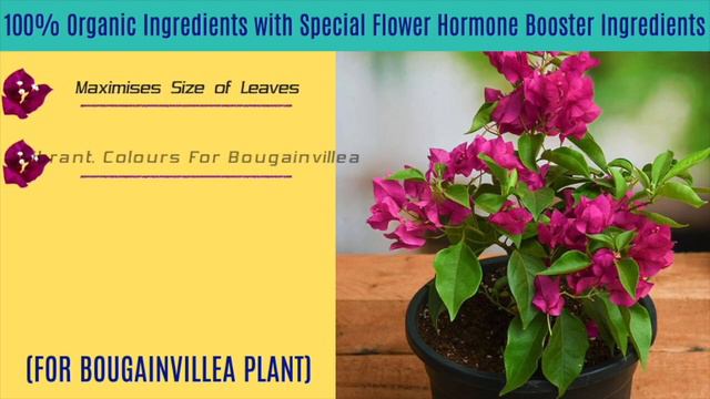 Sansar Green Bougainvillea Powerful Bloom Mixture смотреть онлайн