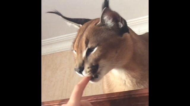 Как мяукает каракал. Caracal's Sounds