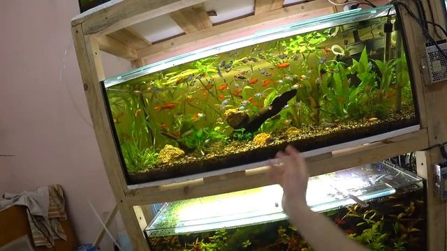 Мульти аквариум. Беременная самка. Посылка. Разводня живородок смотреть онлайн