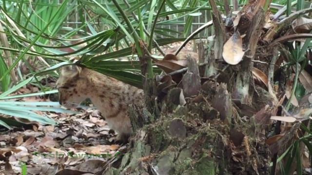 Diablo Savannah Cat 2015 смотреть онлайн
