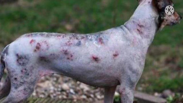 Эту собаку все избегали, потому что она была похожа на зомби смотреть онлайн