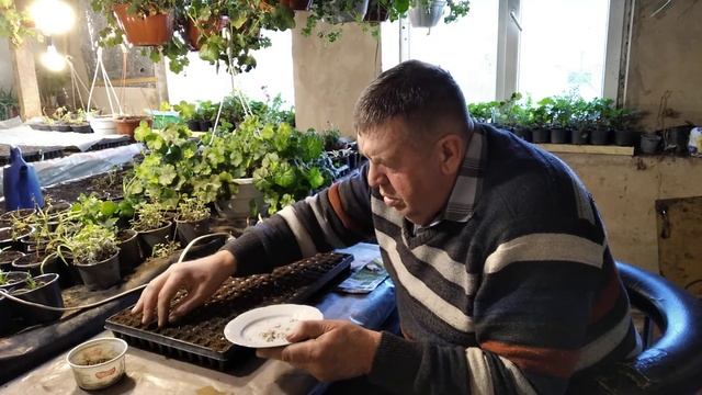 2021. ЦВЕТОК СОЛНЦА-ГАЗАНИЯ. КАК ПРОСТО ПОСЕЯТЬ И ГАРАНТИРОВАНО ПОЛУЧИТЬ ВСХОДЫ. (мое ноу-хао) смотреть онлайн