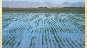 Евразия  Изменение природы под влиянием хозяйственной деятельности человека