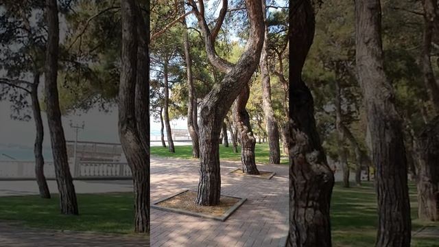 Три дня в городе невест Геленджик- какой он на самом деле? Обзор курорта #поспеловюрист #кредоюрист смотреть онлайн