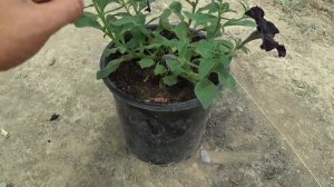 Петуния вытянулась. Через пару недель будет в разы пышнее. ОБРЕЗКА и СТРИЖКА ПЕТУНИИ от А до Я. +??