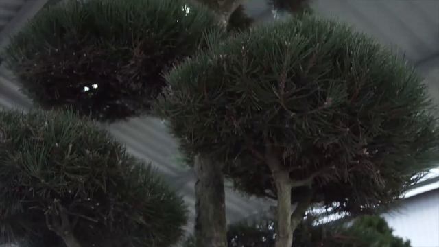 5 необходимых товаров на вашем участке смотреть онлайн