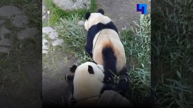 Сотрудники зоопарка в Копенгагене поделились кадрами из непростой супружеской жизни двух панд смотреть онлайн