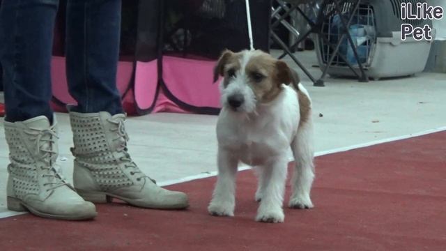 Какая порода собак самая дружелюбная? смотреть онлайн