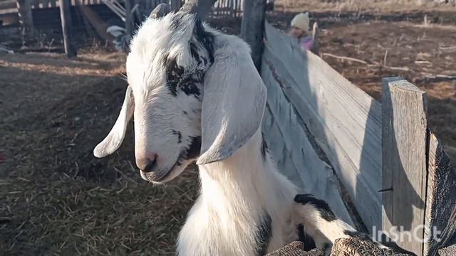 Козы на прогулки, новые козлята. смотреть онлайн