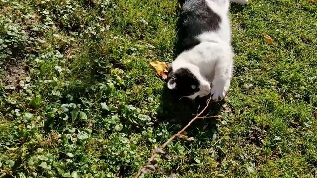 Котик хочет играться...