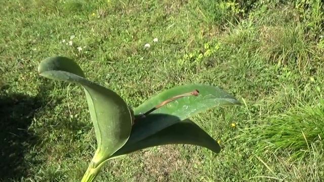 Cattleya Velutina Орхидеи смотреть онлайн