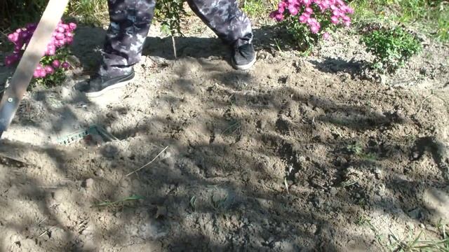 Посадка ТЮЛЬПАНОВ ОСЕНЬЮ в КОРЗИНКАХ. ШАРОВИДНЫЕ ХРИЗАНТЕМЫ , МУЛЬТИФЛОРА . смотреть онлайн