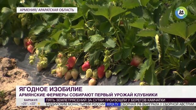 Вкусная и ароматная на рынках Армении появились ранние сорта клубники смотреть онлайн