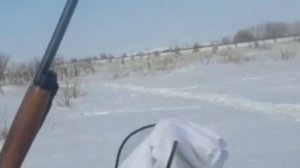 охота на зайца февраль.