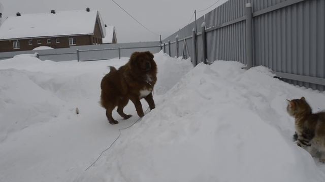 Сибирский котенок 3 месяца и тибетский мастиф 2 года смотреть онлайн