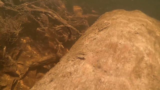 Igarapé do Daracua: Shallow Blackwater Habitat in the Middle Rio Negro смотреть онлайн
