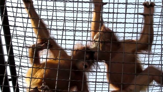 Годовалые орангутанги • One-year-old Orangutans