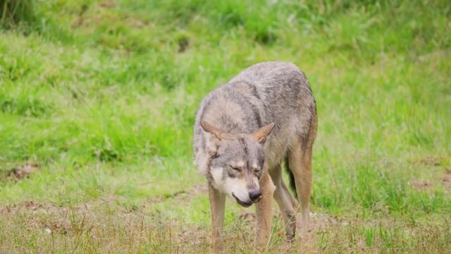 Окружив Степана целой стаей, волки уже готовились смаковать, но тут появился ОН с женой смотреть онлайн