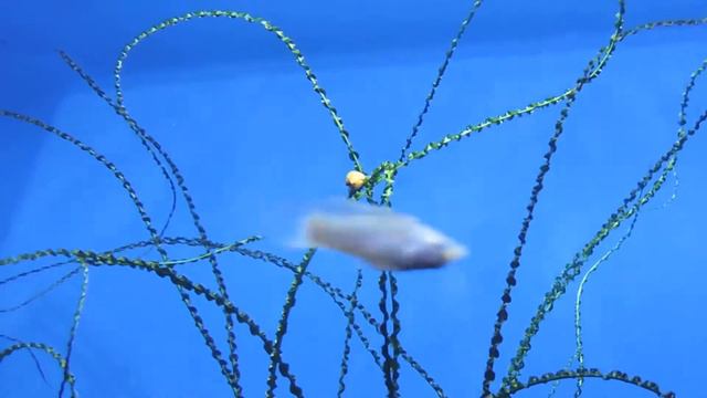 Московский океанариум на ВДНХА- "Москванариум". смотреть онлайн