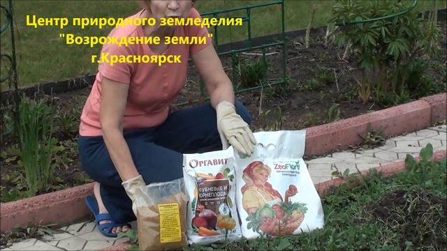 Обработка и посадка картофеля. смотреть онлайн