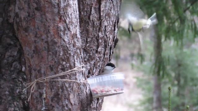Птицы на кормушке в лесу смотреть онлайн