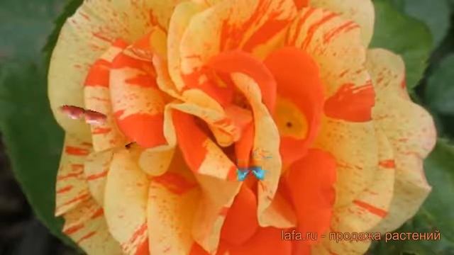 Роза флорибунда Пападжина (rose papadzhina) ? Пападжина обзор: как сажать, саженцы розы Пападжина смотреть онлайн