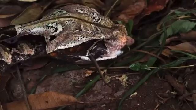 Лучшая хищница Африки Габонская гадюка! смотреть онлайн