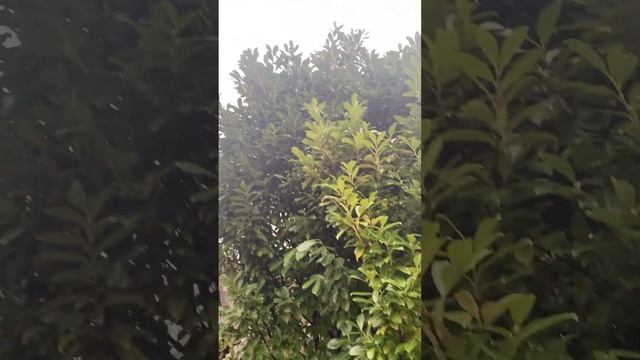 Вечнозеленое растение. киршлауберен. Для зеленой изгороди. Мощное. Необходимо стричь смотреть онлайн