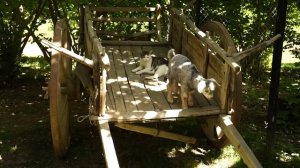 Сбор ежевики и приготовление напитков и пирогов Азербайджанская Кухня Деревенская Кухня Рецепты