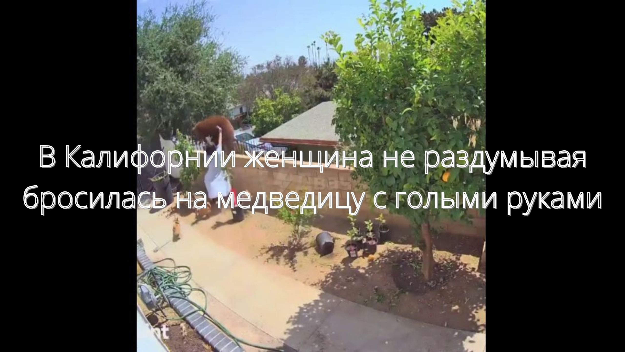 В Калифорнии женщина не раздумывая бросилась на медведицу с голыми руками/// смотреть онлайн
