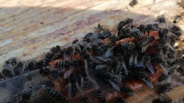 Подсадка матки в трутовку по нахальному! 18 апреля!