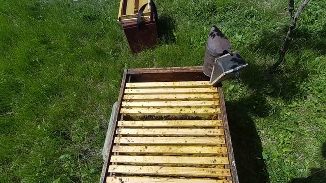 Первые пчелиные матки 2022. 4 июня. смотреть онлайн